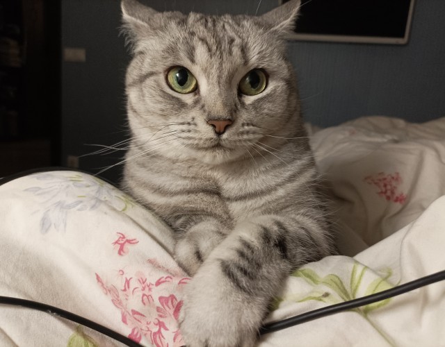 Начинаем котофторник?