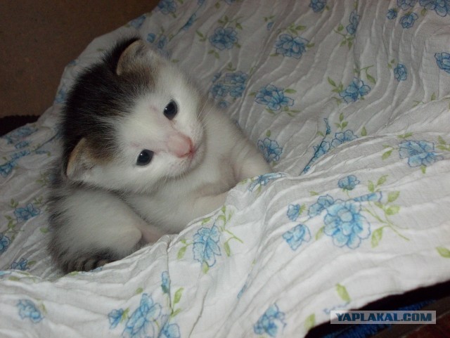 Котовторник  07.05.2013