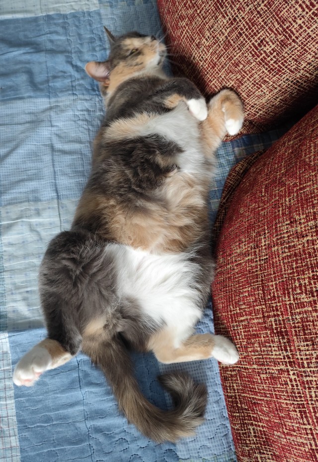 Коть, тебе нормально?