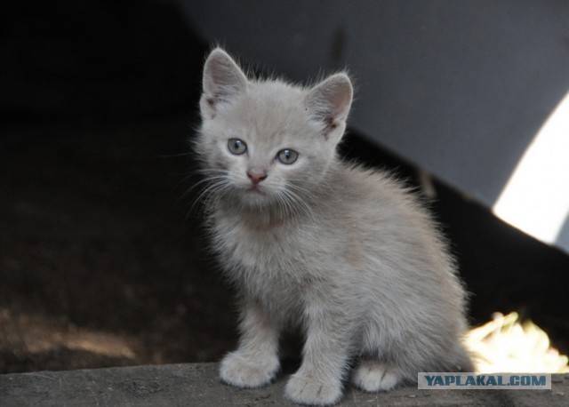 Котовторник 21.05.2013
