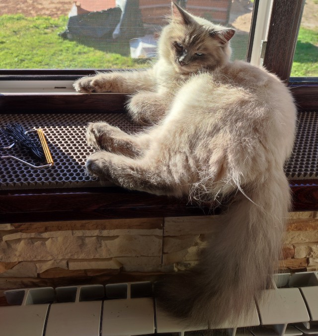 К котовторнику!)