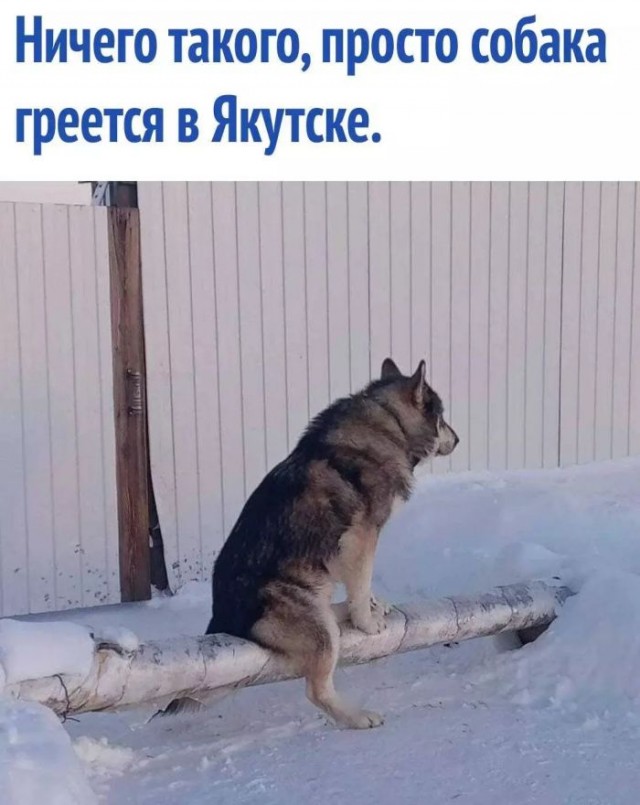 Веселые картинки после длинных выходных (09.01)