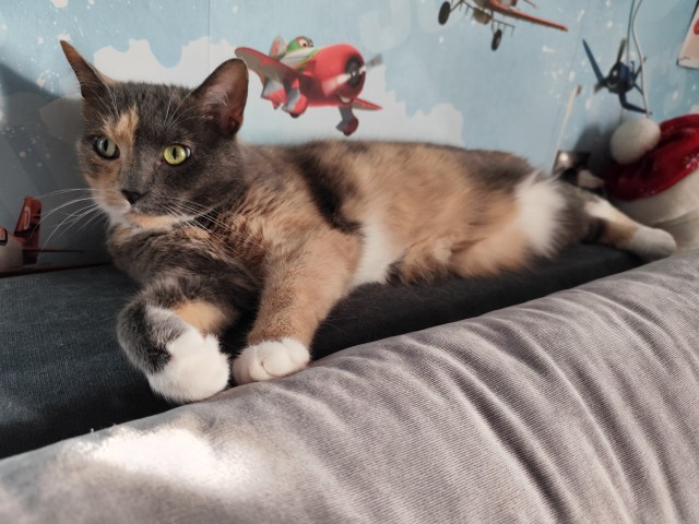 Есений (котовторник)