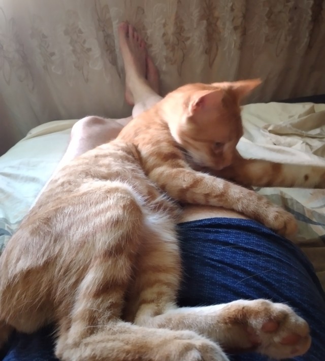 Чем отличаются люди, у которых есть кошки, от людей, у которых их нет? Тест и его результаты