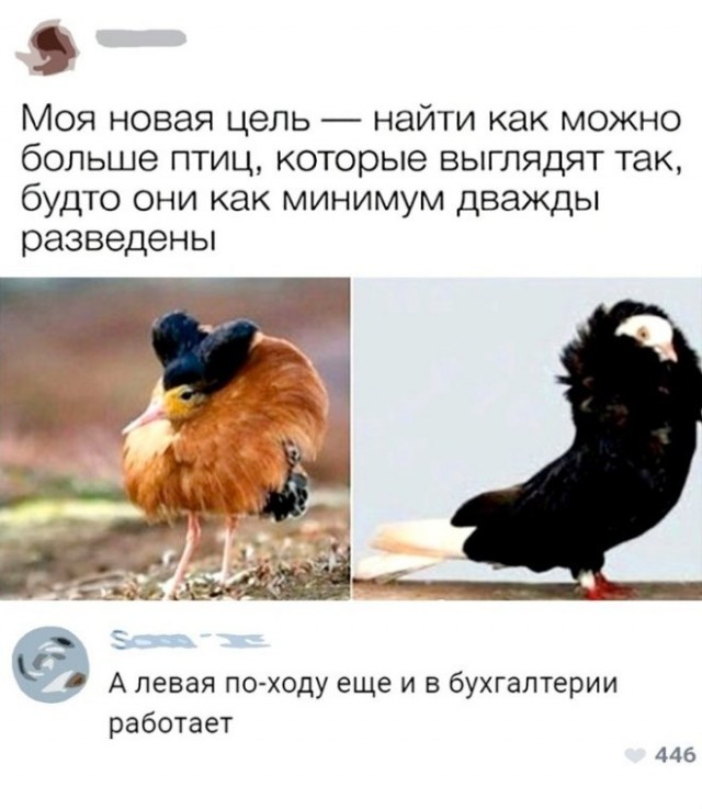 Веселые картинки в пятницу (11.04)
