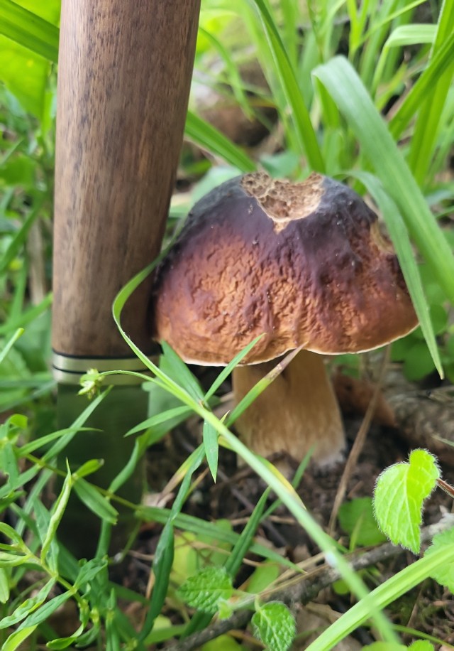 Грибной поход . День второй