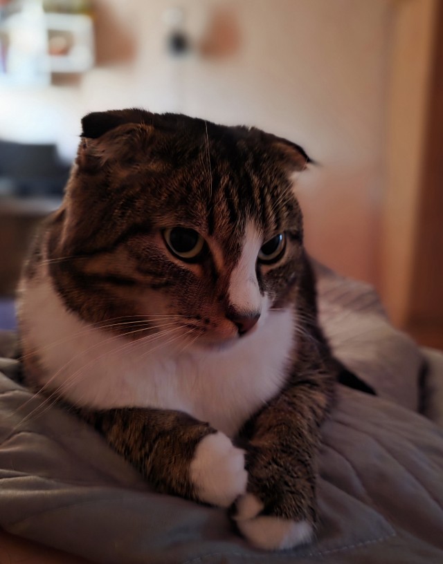 Моя жена не умеет фоткать кота