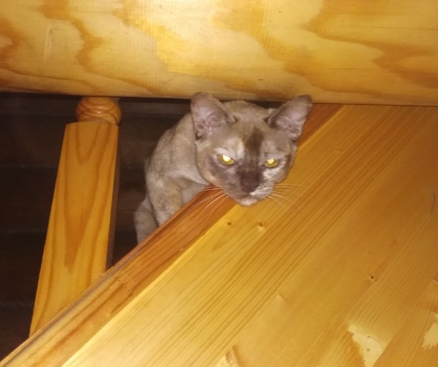 Красивых кошачьих глаз тред