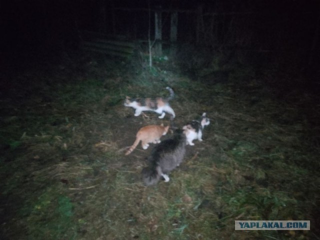 Жизнь домашнего приюта для котеек 566