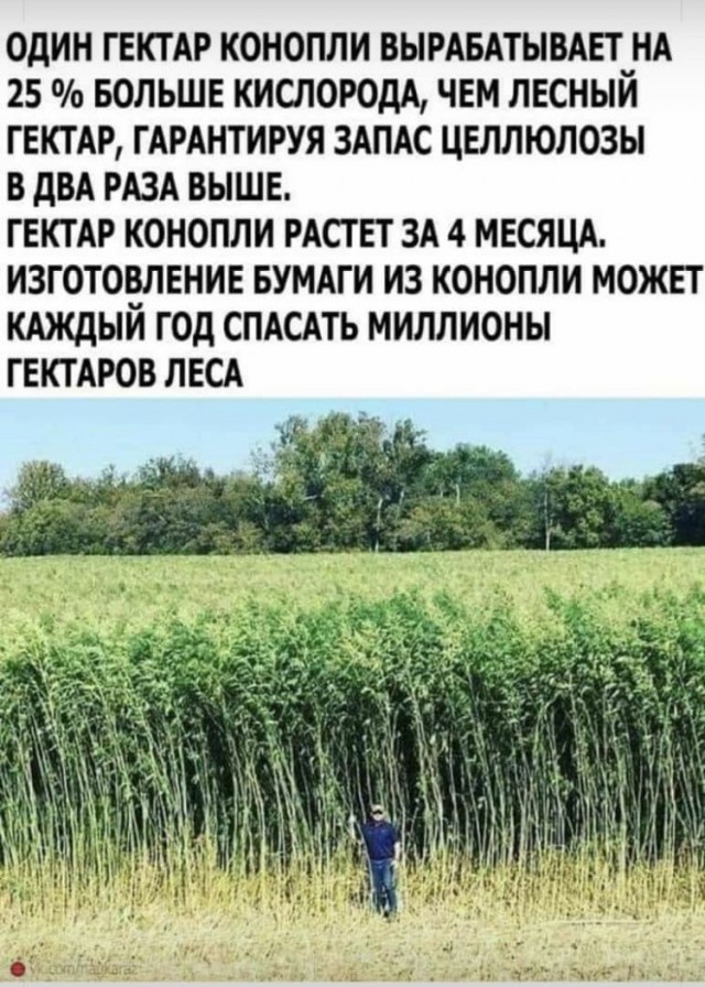 Куча мала 15, последняя