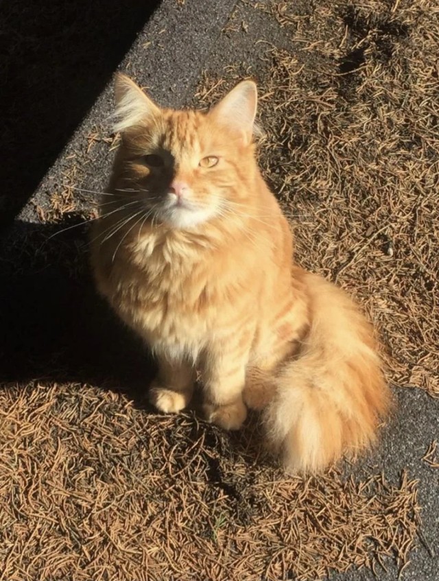 Рандомных фото котов тред