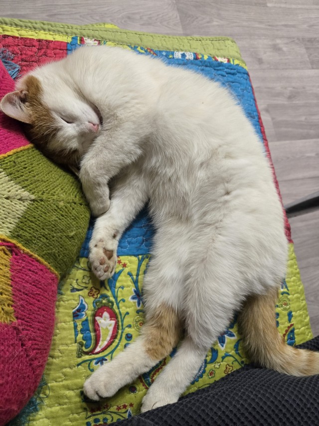К котовторнику