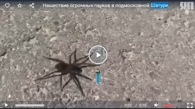 Нашествие огромных пауков в подмосковной Шатуре