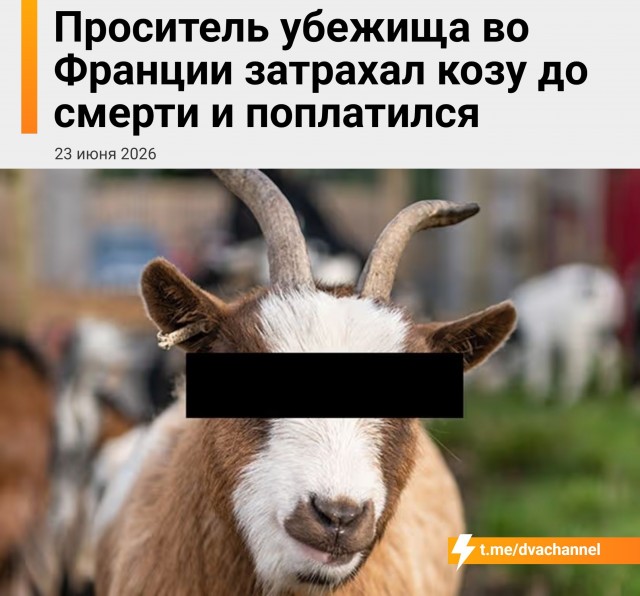 *БАЯН*Во Франции 19-летний беженец из Афганистана изнасиловал козу до смерти