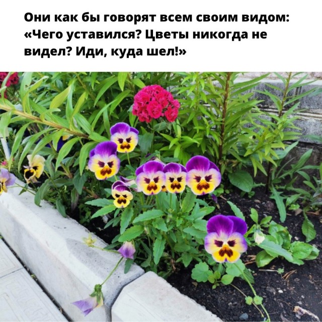Картинки для деградации 229 (разной степени свежести)