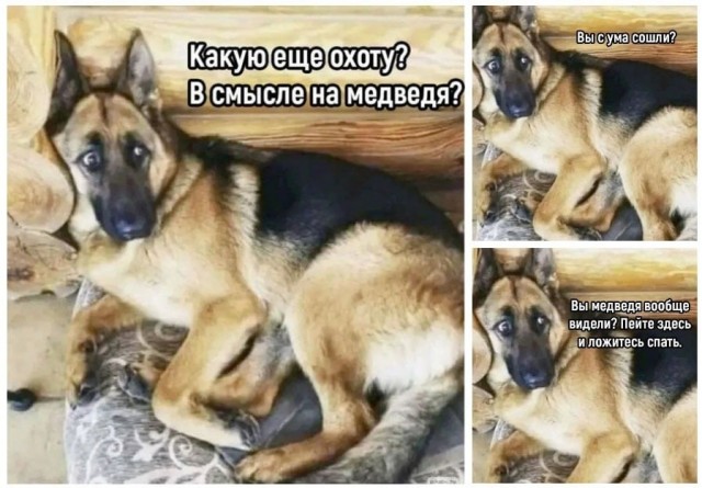 Не, ну вы чего, не надооооо! (c) собакен