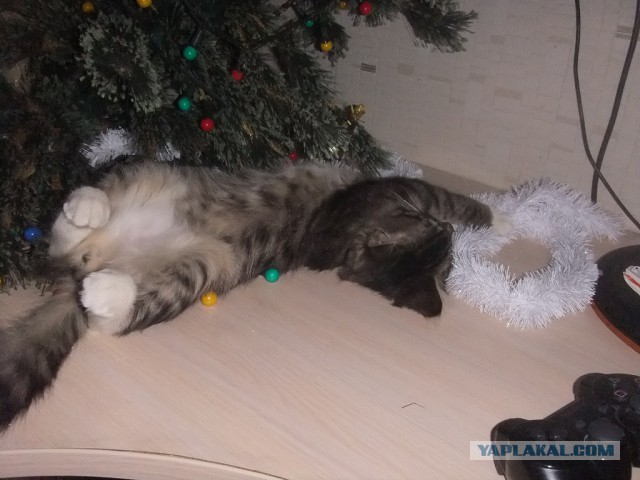 Котовторник 18.03.2014