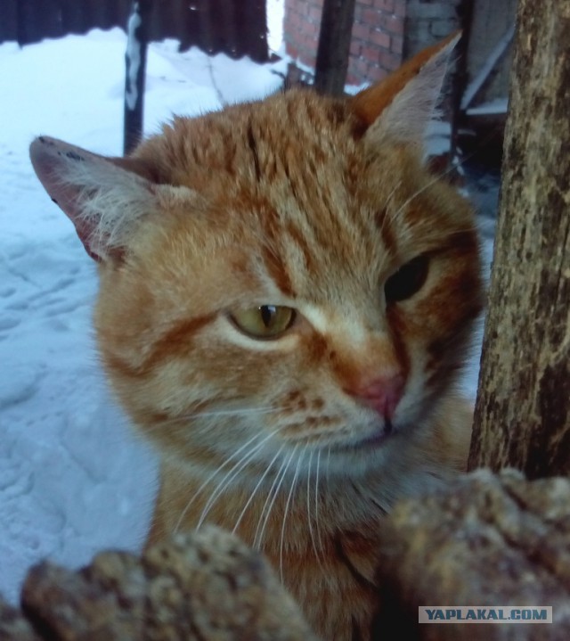 Котовторник  08.04.2014