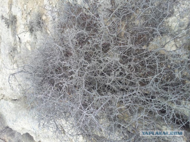 Путешествие в Восточный Аккар