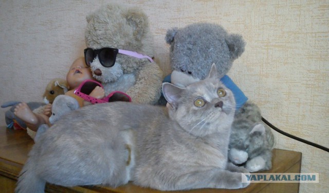 Котовторник 17.06.2014