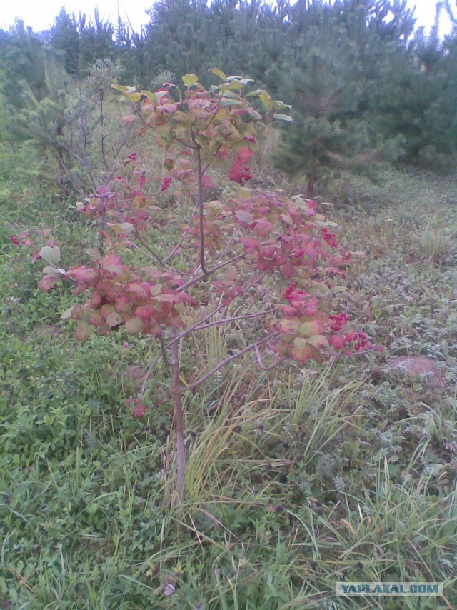 Мои грибочки...