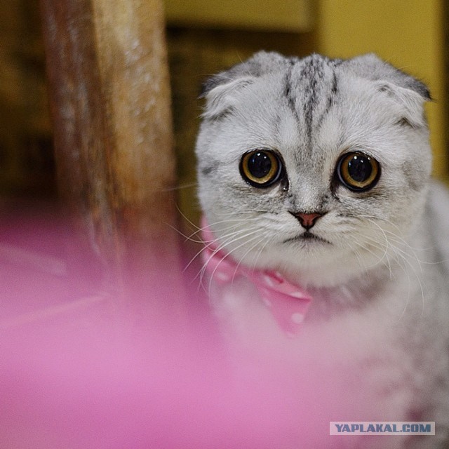 Котовторник 09.09.2014