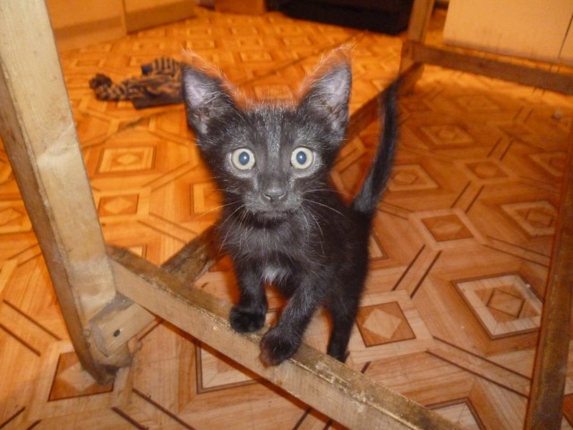 Котовторник 09.09.2014