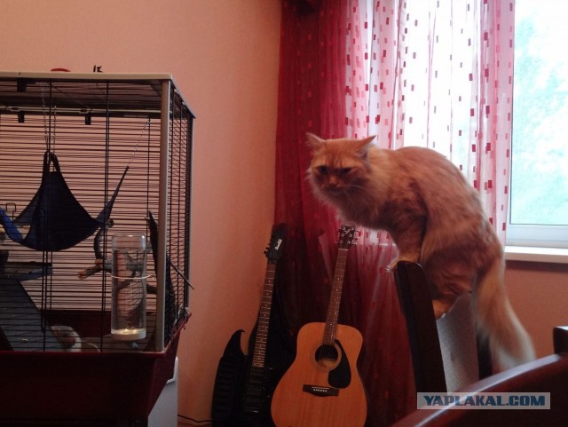 Котовторник 21.10.2014