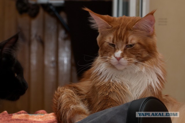 Котовторник 2.12.14