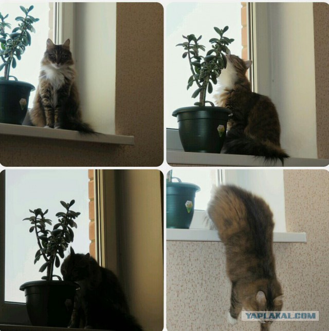 Котовторник 07 04 2015