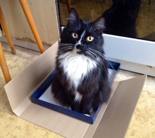 Котовторник 28.07.2015