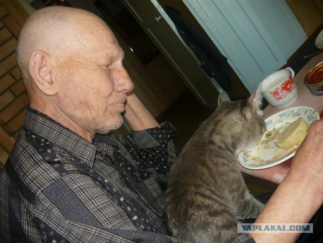 Деды и коты