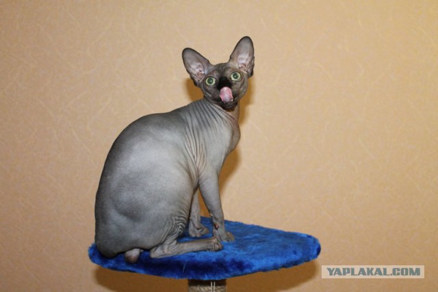 Котовторник 06.10.2015