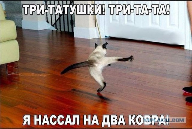 Приколы из сети