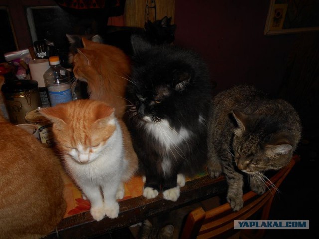 Жизнь домашнего приюта для котеек 90