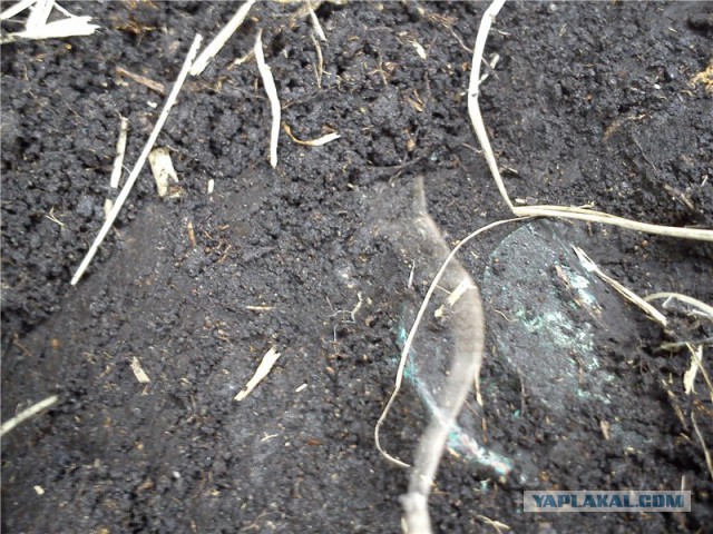 Путешествие/поиски в районе Туринской Слободы