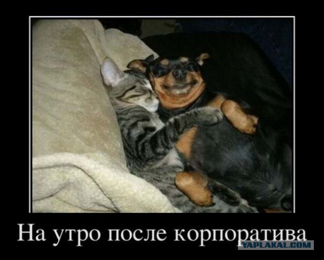 Мир глазами котов
