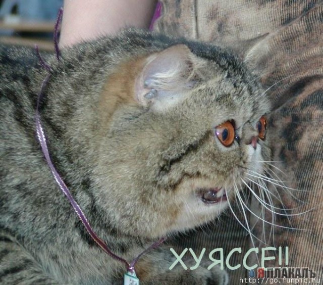 Коты, кошки, котята