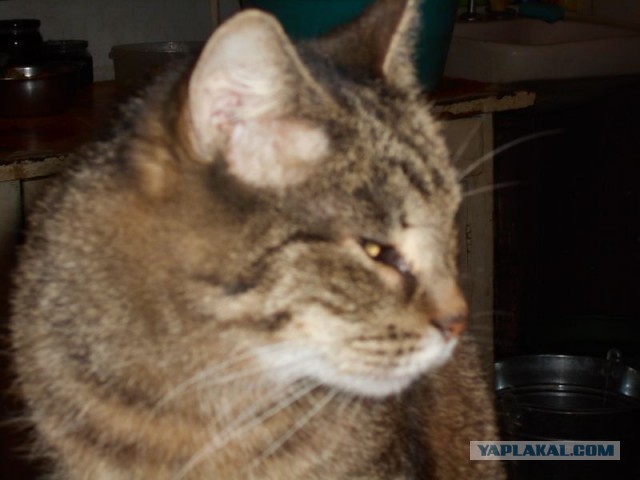 Жизнь домашнего приюта для котеек 95