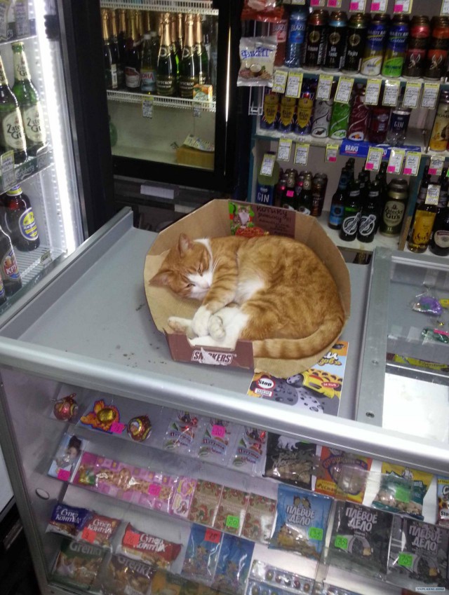 Этот кот полюбил один супермаркет и не хочет
