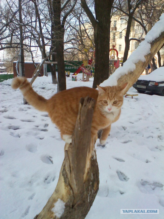 Услуги кота...