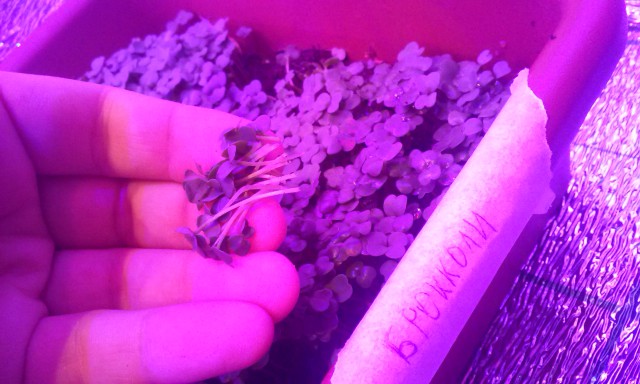 Огород круглый год