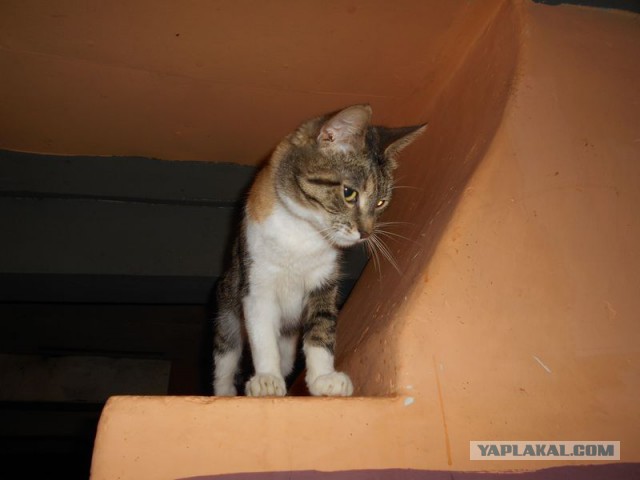 Жизнь домашнего приюта для котеек 108