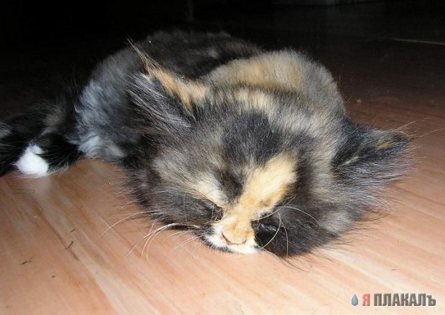А вот и котовторник!