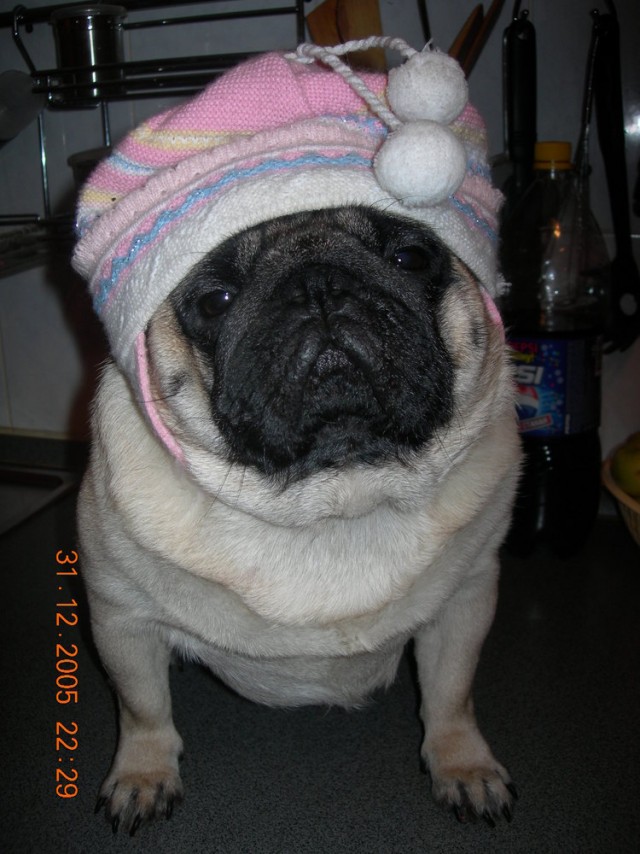 Мопсы - забавная порода собак!