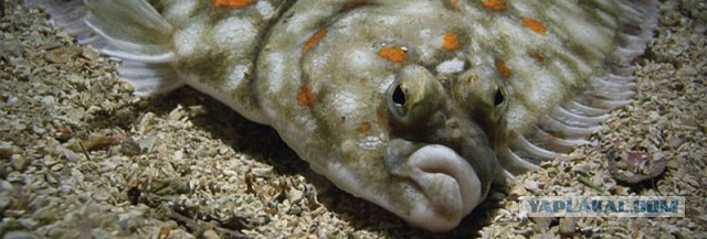 15 самых отвратительных животных, при виде которых вы обязательно скажите “Фууу”.