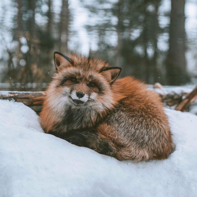 Самые смешные животные