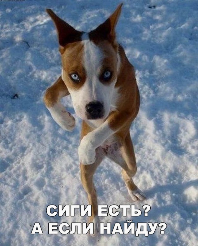Подборка безудержного веселья