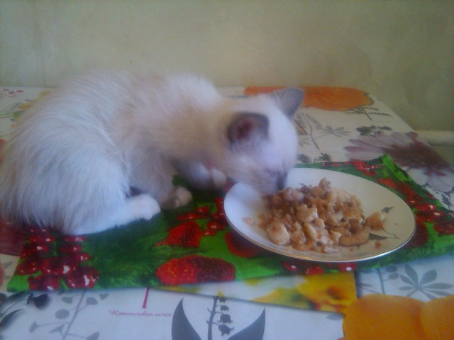 Ризотто с уткой и домашняя шаурма