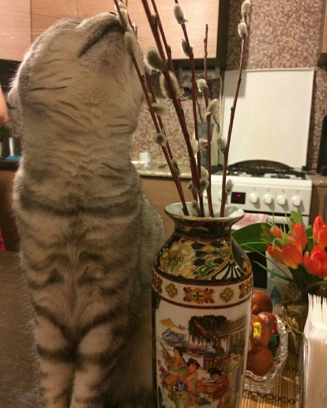 Коты и Кошки